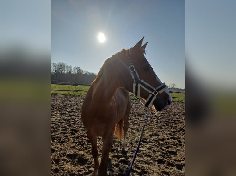 Duits sportpaard Ruin 9 Jaar 165 cm Vos in Westerstede