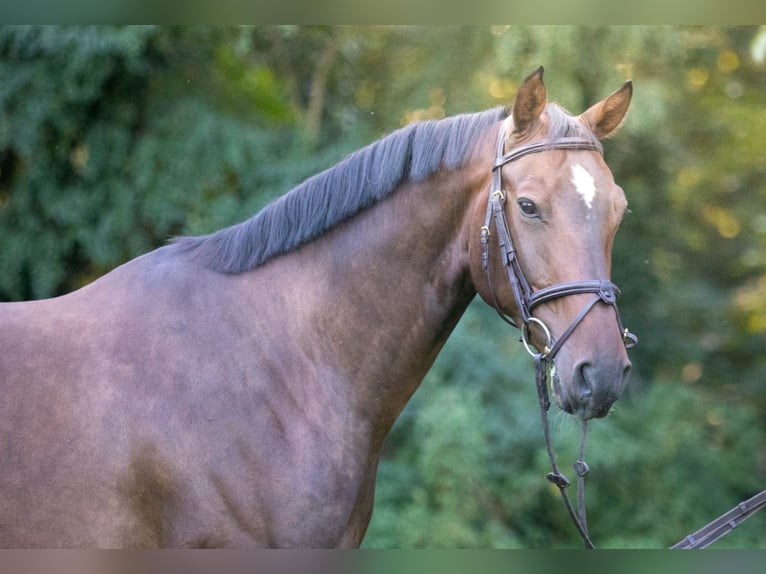 Duits sportpaard Ruin 9 Jaar 168 cm Bruin in Mannheim
