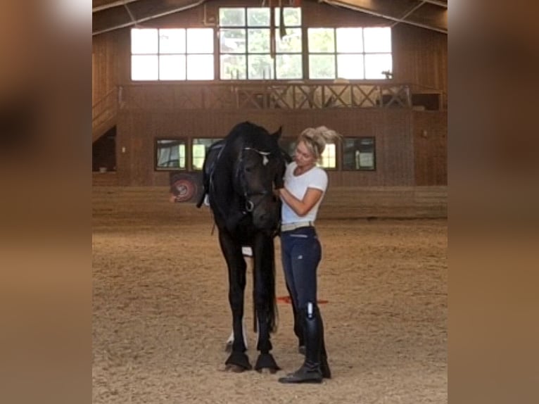 Duits sportpaard Ruin 9 Jaar 168 cm Donkerbruin in Schwalmstadt