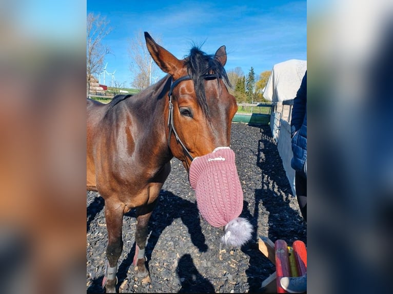 Duits sportpaard Ruin 9 Jaar 170 cm Bruin in Weimar