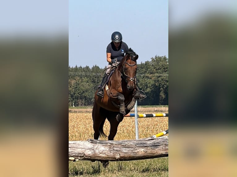Duits sportpaard Ruin 9 Jaar 170 cm Bruin in Brunnthal
