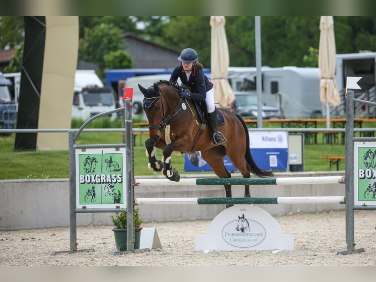 Duits sportpaard Ruin 9 Jaar 170 cm Bruin in Markt Nordheim