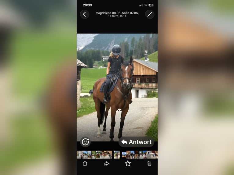 Duits sportpaard Ruin 9 Jaar 170 cm Bruin in Sterzing