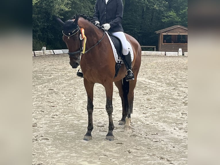Duits sportpaard Ruin 9 Jaar 172 cm Bruin in Laubach