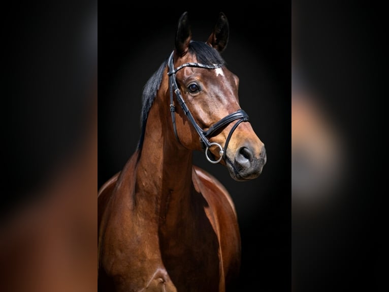 Duits sportpaard Ruin 9 Jaar 172 cm Bruin in Laubach