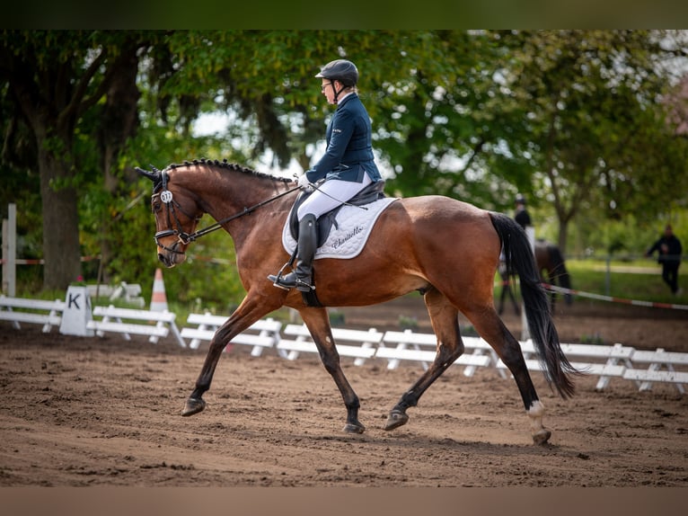 Duits sportpaard Ruin 9 Jaar 172 cm Bruin in Laubach
