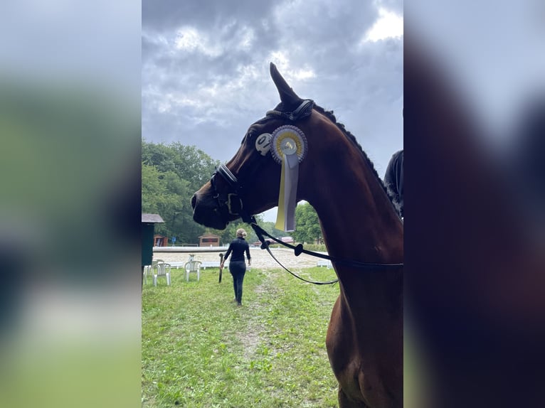 Duits sportpaard Ruin 9 Jaar 172 cm Bruin in Laubach