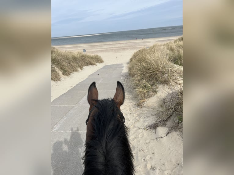 Duits sportpaard Ruin 9 Jaar 172 cm Bruin in Laubach