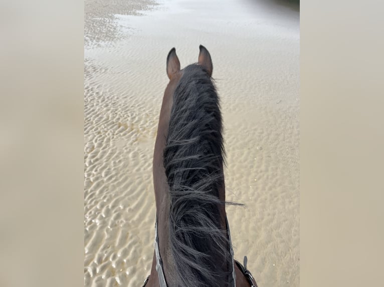 Duits sportpaard Ruin 9 Jaar 172 cm Bruin in Laubach