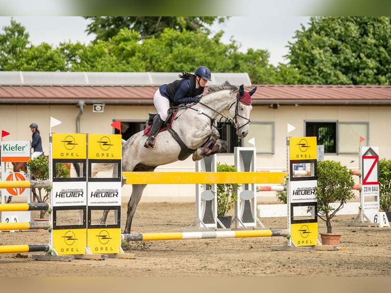 Duits sportpaard Ruin 9 Jaar 172 cm Vliegenschimmel in Milzau