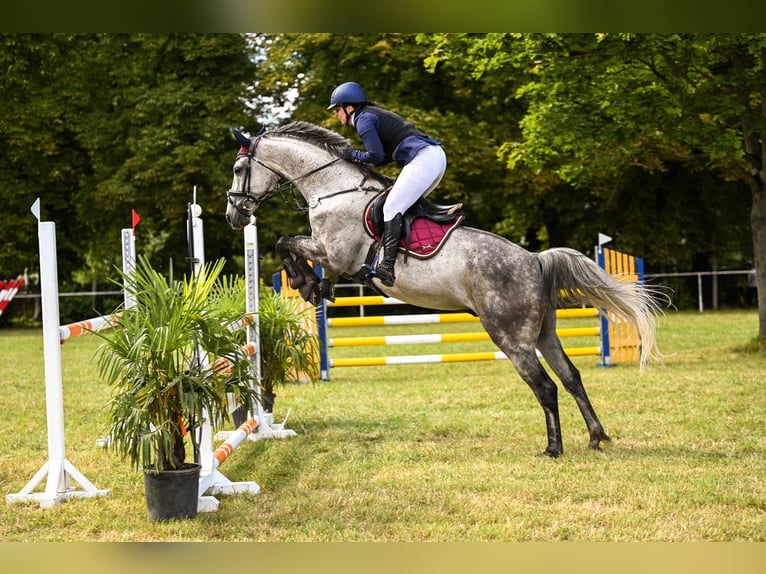 Duits sportpaard Ruin 9 Jaar 172 cm Vliegenschimmel in Milzau