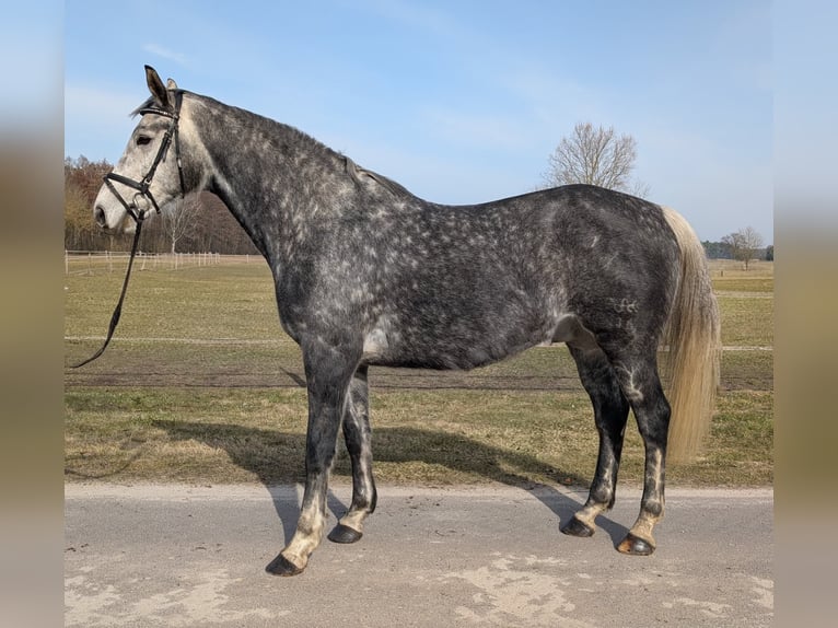 Duits sportpaard Ruin 9 Jaar 173 cm Appelschimmel in Milower Land