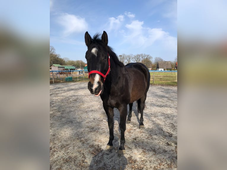 Duits sportpaard Ruin 9 Jaar 173 cm Donkerbruin in Norderstedt