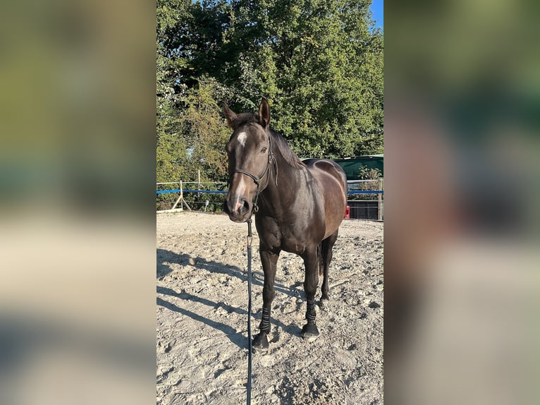 Duits sportpaard Ruin 9 Jaar 173 cm Donkerbruin in Norderstedt