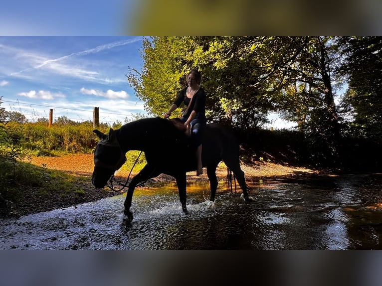 Duits sportpaard Ruin 9 Jaar 173 cm Donkerbruin in Norderstedt