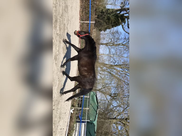 Duits sportpaard Ruin 9 Jaar 173 cm Donkerbruin in Norderstedt