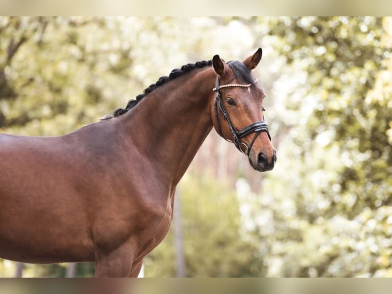 Duits sportpaard Ruin 9 Jaar 175 cm Bruin in Reichenbach OL Duits sportpaard Ruin 9 Jaar 175 cm Bruin in Reichenbach OL