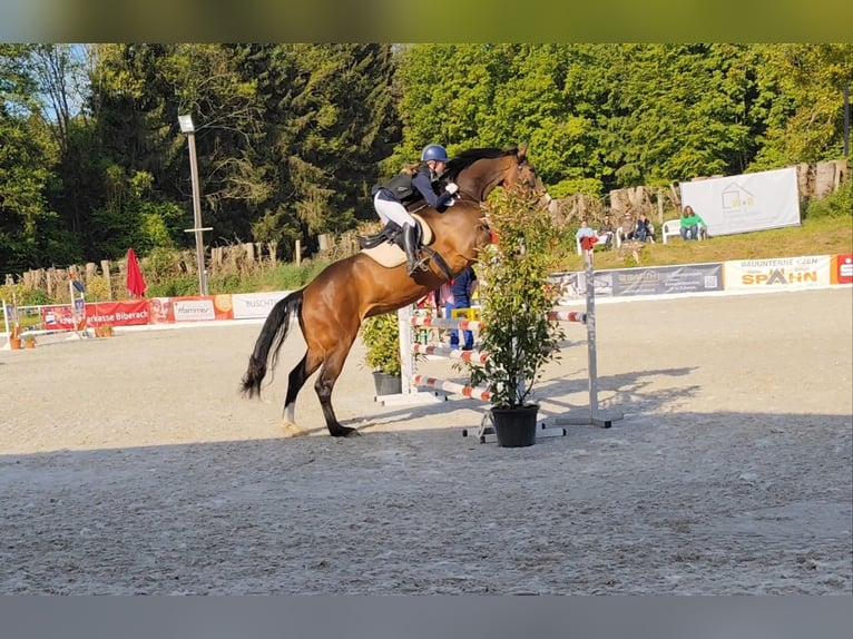 Duits sportpaard Ruin 9 Jaar 175 cm Bruin in Allmannsweiler