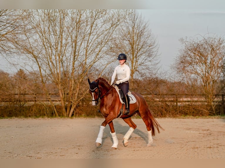 Duits sportpaard Ruin 9 Jaar 176 cm Vos in Wrist