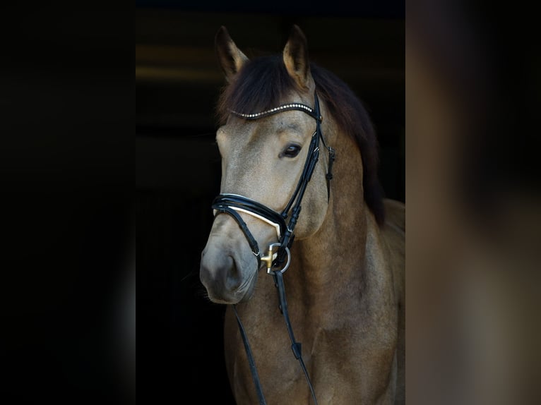 Duits sportpaard Ruin 9 Jaar 178 cm Buckskin in Neumarkt in der Oberpfalz