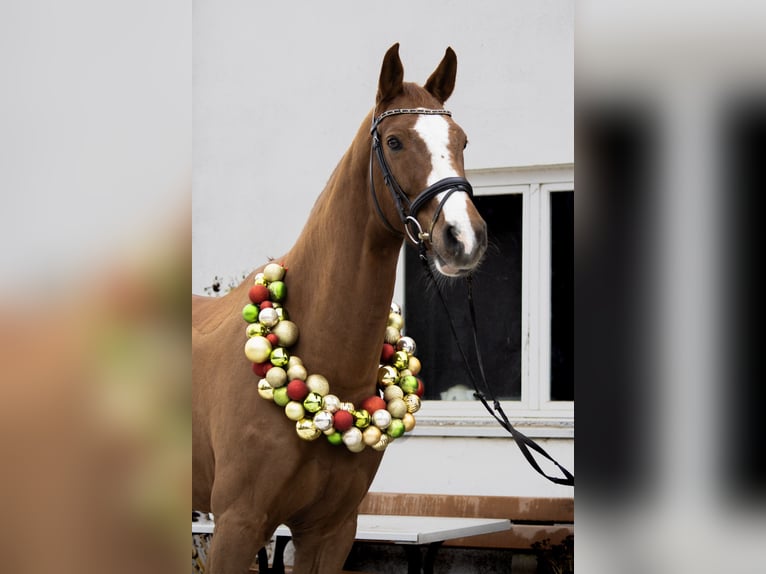 Duits sportpaard Ruin 9 Jaar 178 cm Vos in Aurach