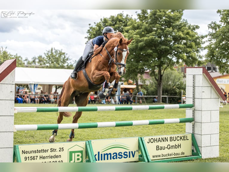 Duits sportpaard Ruin 9 Jaar 178 cm Vos in Aurach