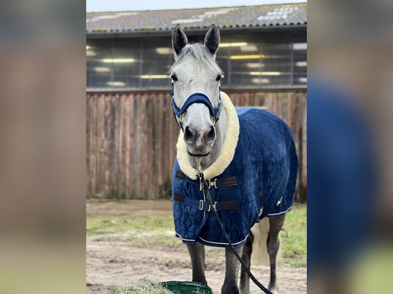 Duits sportpaard Ruin 9 Jaar 180 cm Schimmel in Schorfheide