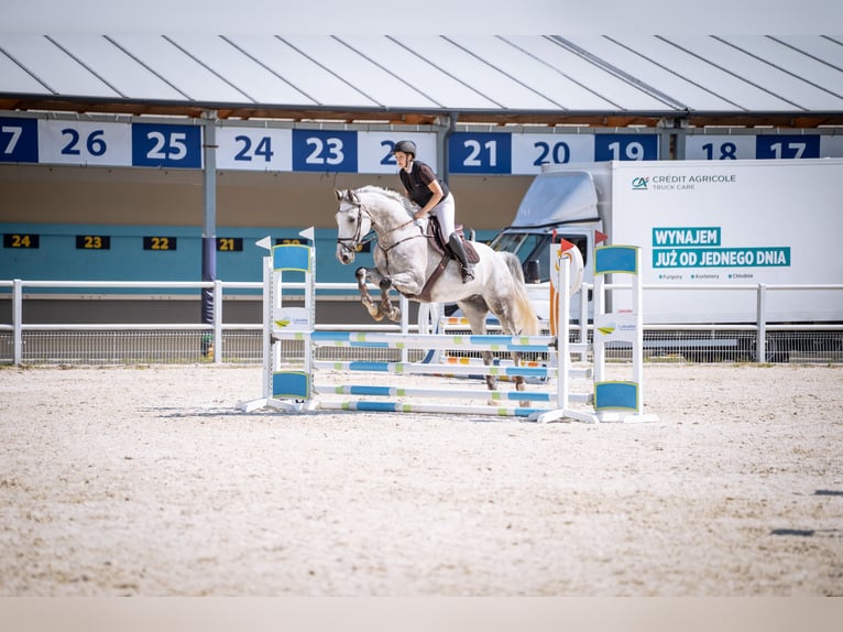 Duits sportpaard Ruin 9 Jaar 180 cm Schimmel in Schorfheide