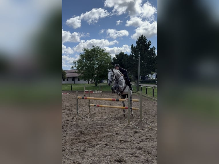Duits sportpaard Ruin 9 Jaar 180 cm Schimmel in Schorfheide
