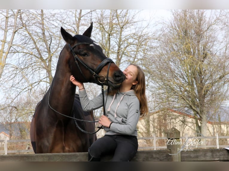 Duits sportpaard Ruin 9 Jaar 182 cm Donkerbruin in Albig
