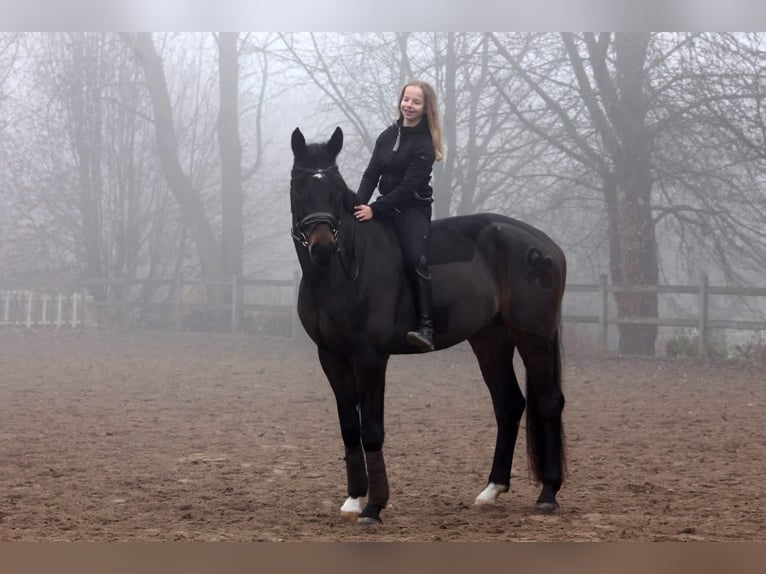 Duits sportpaard Ruin 9 Jaar 182 cm Donkerbruin in Albig
