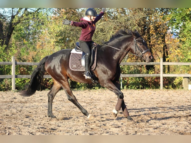 Duits sportpaard Ruin 9 Jaar 182 cm Donkerbruin in Albig