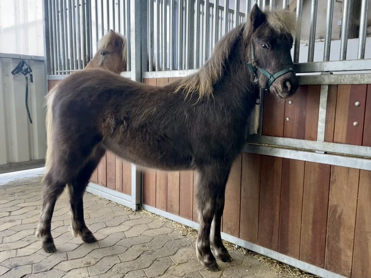 Duitse classic pony Hengst 1 Jaar 110 cm Donkere-vos in Osterode am Harz