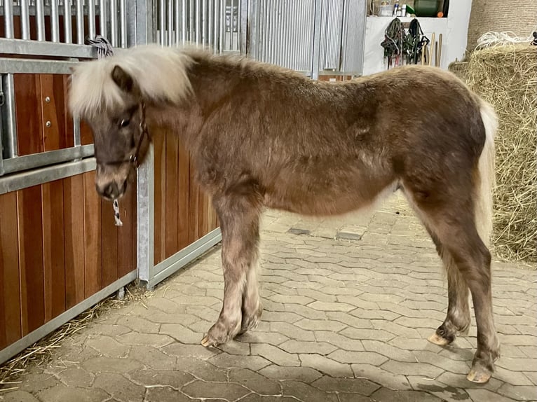 Duitse classic pony Hengst 1 Jaar 110 cm Donkere-vos in Osterode am Harz