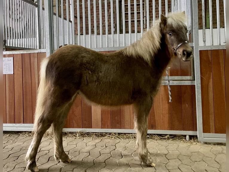 Duitse classic pony Hengst 1 Jaar 110 cm Donkere-vos in Osterode am Harz