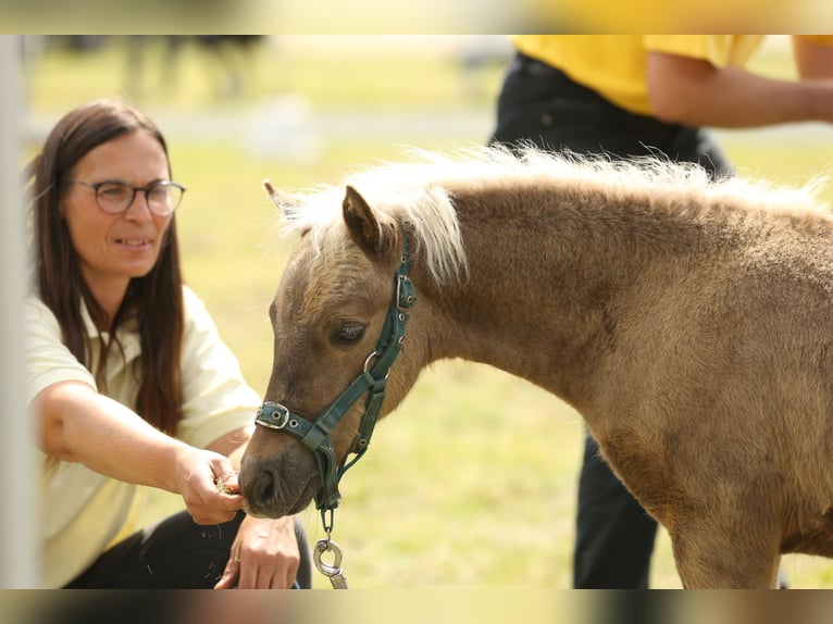 Duitse classic pony Hengst 1 Jaar 110 cm Donkere-vos in Osterode am Harz