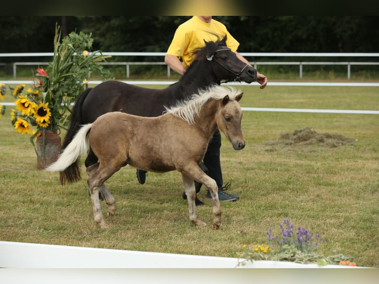 Duitse classic pony Hengst 1 Jaar 110 cm Donkere-vos in Osterode am Harz