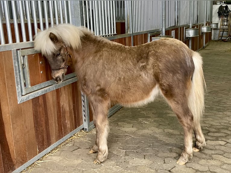 Duitse classic pony Hengst 1 Jaar 110 cm Donkere-vos in Osterode am Harz