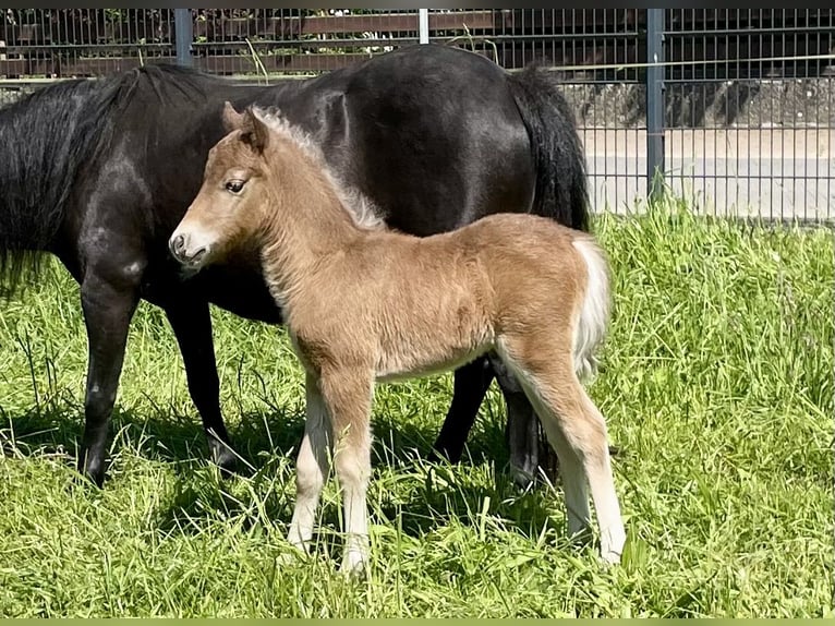 Duitse classic pony Hengst 1 Jaar 110 cm Donkere-vos in Osterode am Harz