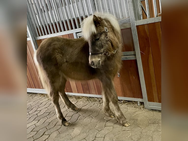 Duitse classic pony Hengst 1 Jaar 110 cm Donkere-vos in Osterode am Harz