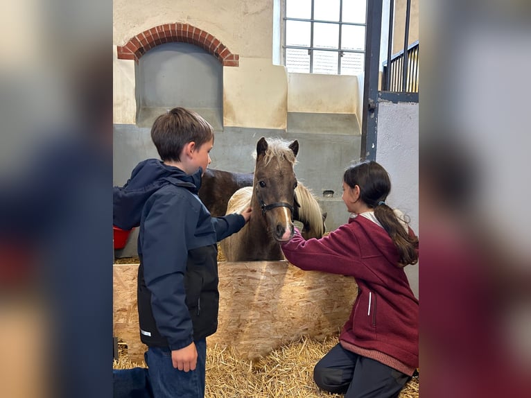 Duitse classic pony Hengst 1 Jaar 112 cm Bruin in Goslar