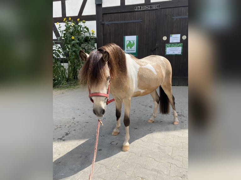 Duitse classic pony Hengst 2 Jaar 105 cm Buckskin in Neukirchen bei Sulzbach-Rosenberg