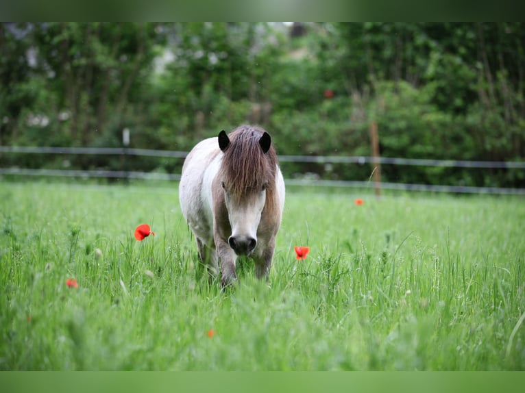 Duitse classic pony Hengst 2 Jaar 105 cm Buckskin in Neukirchen bei Sulzbach-Rosenberg