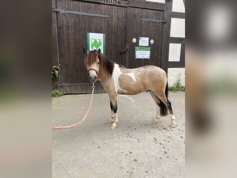 Duitse classic pony Hengst 2 Jaar 105 cm Buckskin in Neukirchen bei Sulzbach-Rosenberg