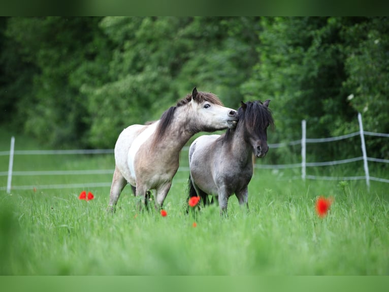 Duitse classic pony Hengst 2 Jaar 105 cm Buckskin in Neukirchen bei Sulzbach-Rosenberg