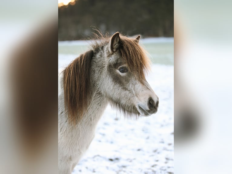 Duitse classic pony Hengst 2 Jaar 105 cm Buckskin in Neukirchen bei Sulzbach-Rosenberg