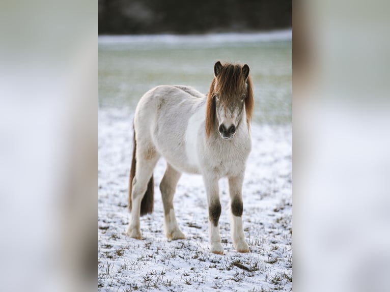 Duitse classic pony Hengst 2 Jaar 105 cm Buckskin in Neukirchen bei Sulzbach-Rosenberg