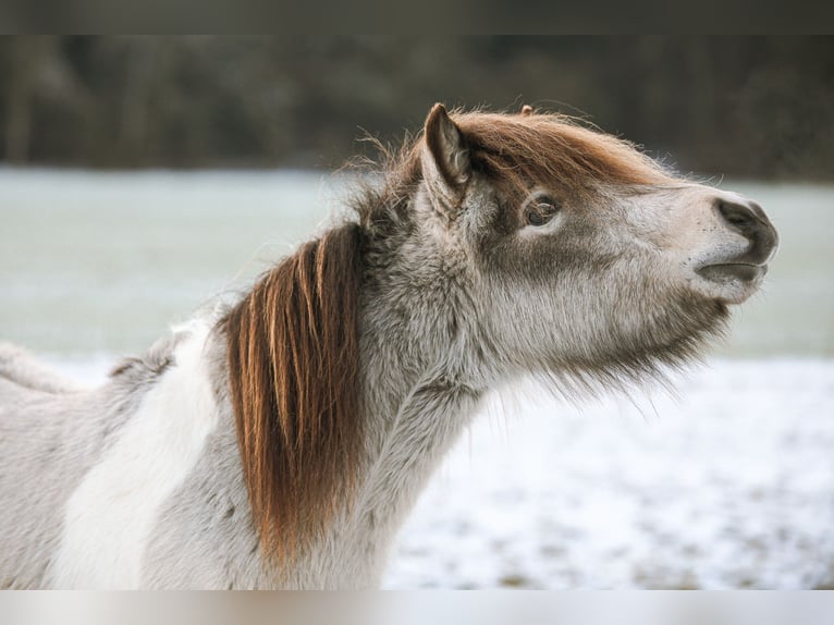 Duitse classic pony Hengst 2 Jaar 105 cm Buckskin in Neukirchen bei Sulzbach-Rosenberg