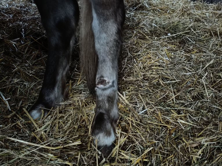Duitse classic pony Hengst 2 Jaar 109 cm  in Bohmte