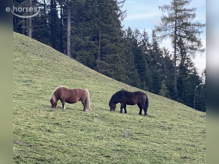 Duitse classic pony Hengst 6 Jaar 125 cm Zwart in Matrei am Brenner